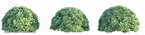 Pittosporum tobira Tree 4k png cutout