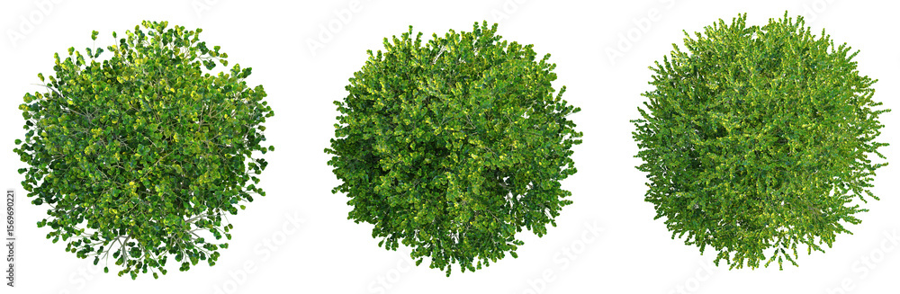 Obraz premium Buxus microphylla Tree plan top view png cutout isolate transparent background