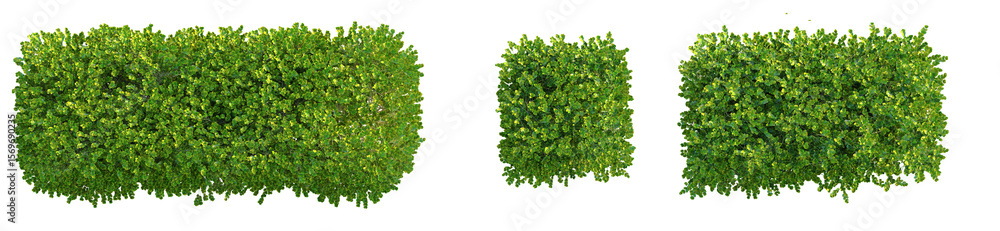 Obraz premium Buxus microphylla Tree plan top view png cutout isolate transparent background