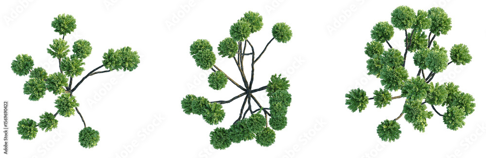 Obraz premium Chamaecyparis obtusa Tree plan top view png cutout isolate