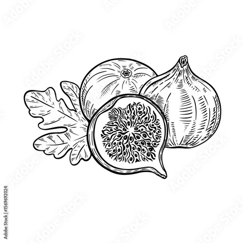 hand drawn vector illustration of a fig black and white line art doodle out line art on transparent backgraund for creativity, icons, tattoo, fabric, prints, packaging
