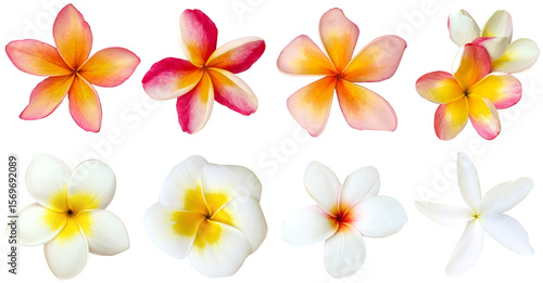 Fototapeta Naklejka Na Ścianę i Meble -  Collection of frangipani flowers isolated on transparent background, for floral and tropical design
