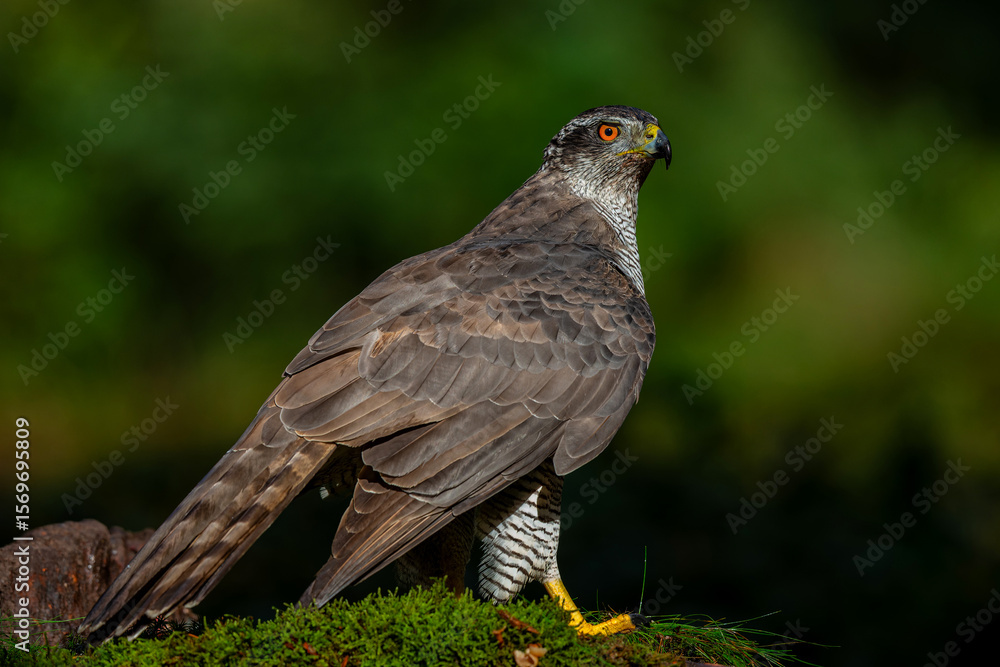 Φωτογραφία Northern goshawk (accipiter gentilis)searching for food in the forest of Noord B