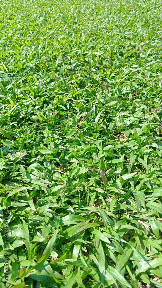 Close-Up of Lush Green Grass Texture in Sunlight Close-Up of Lush Green Grass Texture in Sunlight
