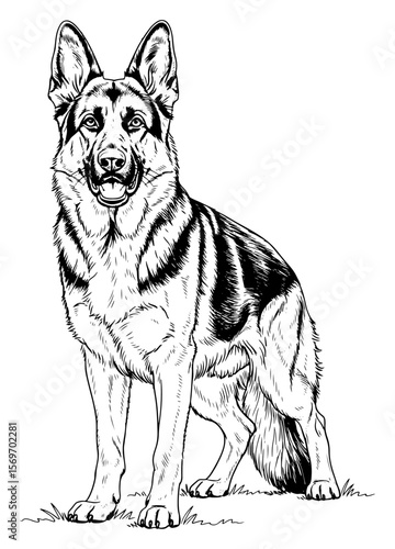 Detailed Black and White Line Drawing of a German Shepherd Dog Standing on Grass