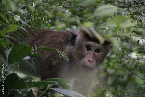 macaque monkey in home garden 