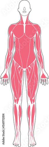 女性の筋肉解剖図　前面
