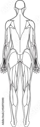 女性の筋肉解剖図　背面
