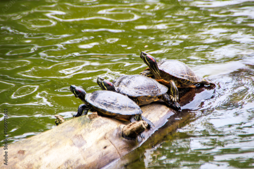 Fototapeta premium Water turtles having sunbath on the tree stump in lake