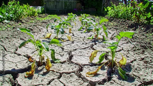 Extreme heat impacts seedlings in garden beds during sun exposure in summer months