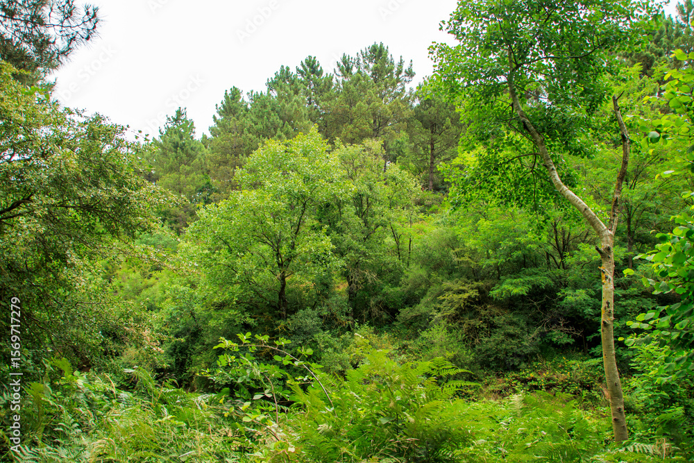 Fototapeta premium green forest in the morning