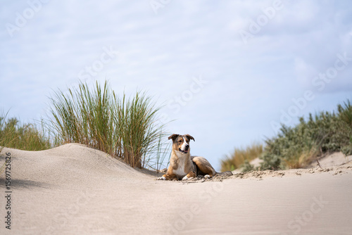Hund in den Dünen