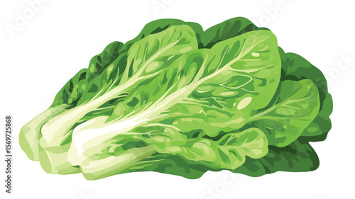 Colorful Stroke Romaine Lettuce Vector Illustration for Culinary Design