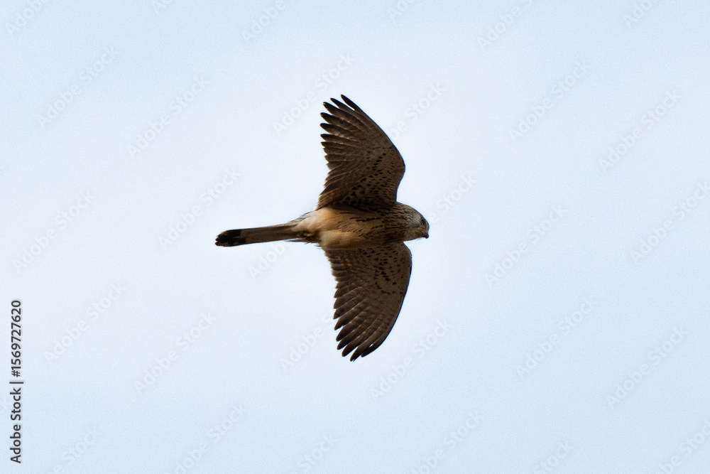Obraz premium Faucon crécerellette, Falco naumanni, Lesser Kestrel