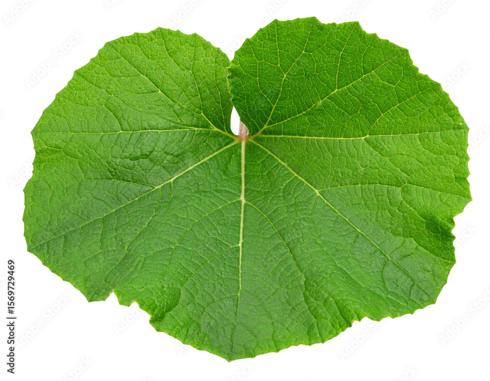 Obraz premium A large, round green leaf with visible veins radiating from the center and a slightly jagged edge.