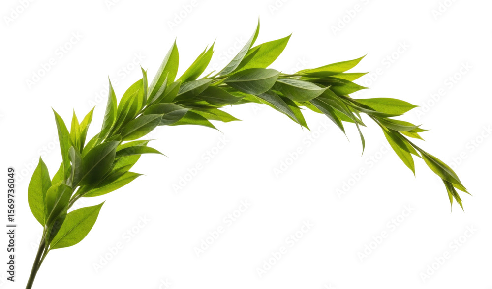 Fototapeta premium Green leafy branch with vibrant foliage cutout isolated on transparent background, cutout png