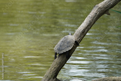 Sumpfschildkröte Beim Sonnen