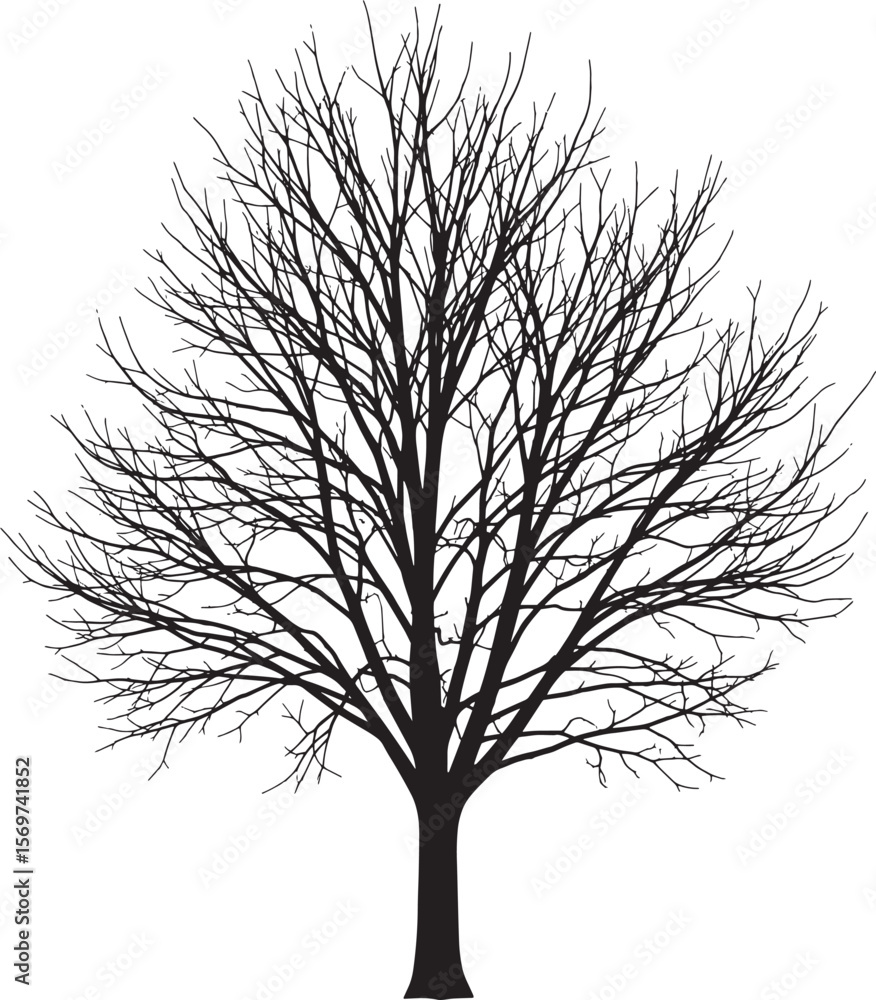 Obraz premium Bare Tree Silhouette Black White Winter Branches Nature