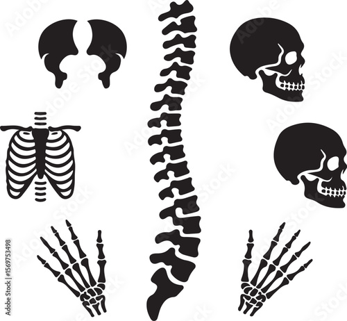 Skull and bones silhouette vector, Skull crossbones icon Clipart