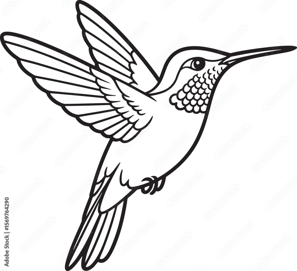 Black and white hummingbird in flight with detailed wings and plumage flying feathers Black and white hummingbird in flight with detailed wings and plumage flying feathers
