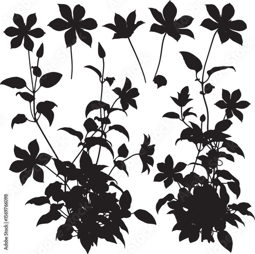 Collection of diverse clematis flower and vine silhouettes with delicate petals and growing stems, ideal for botanical illustrations, garden themes, floral designs, and natural decorative elements
