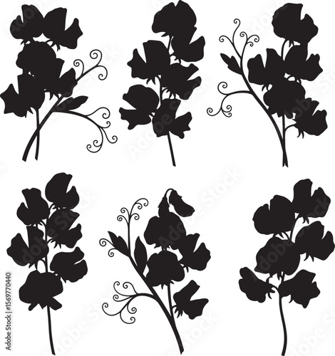 Collection of elegant sweet pea flower silhouettes, ideal for botanical, nature, and floral design themes. Perfect for garden illustrations, delicate motifs, and organic patterns