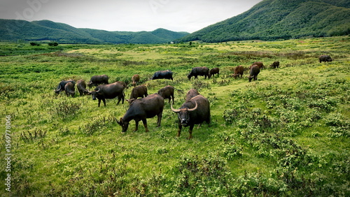 Foto A herd of water buffalo grazes peacefully in a vibrant green pasture, surrounded by rolling hills under a soft, cloudy sky
