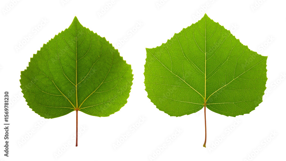 Green poplar leaf highlighting delicate venation pattern against transparent backdrop Green poplar leaf highlighting delicate venation pattern against transparent backdrop
