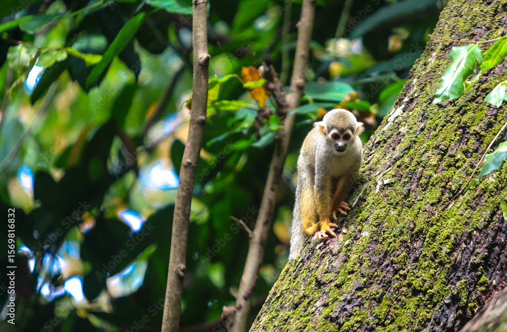 Obraz premium macaco-de-cheiro