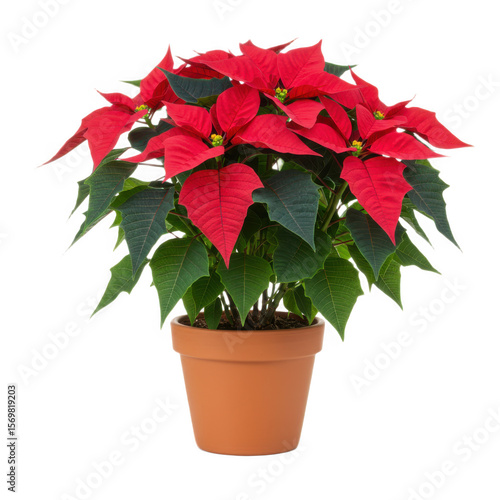 Red poinsettia in a pot isolated on transparent background