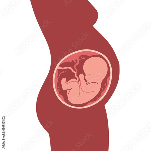 Embryo in mother's womb, vector image, isolated on transparent background