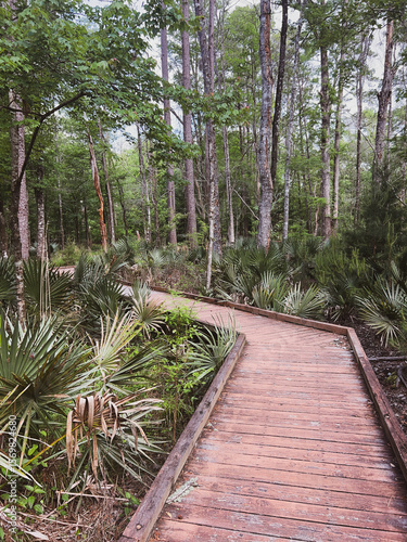 Boardwalk through swamp land surrounded by trees in South Carolina
