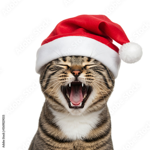 Yawning tabby cat wearing a santa hat isolated on transparent background