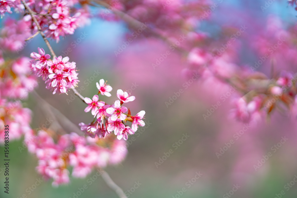 Naklejka premium Close up shot of beautiful Nang Phaya Sua Krong tree or Wild Himalayan Cherry Prunus cerasoides at Doi Inthanon, Chiang Mai, Thailand.Nang Phaya Sua Krong tree nicknamed Sakura of Thailand.