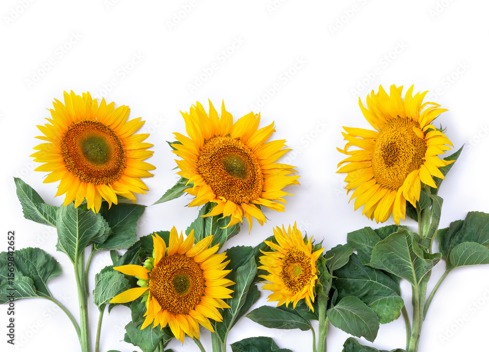 Fototapeta premium Yellow flower sunflower ( Helianthus annuus ) with leaves on a white background with space for text. Top view, flat lay