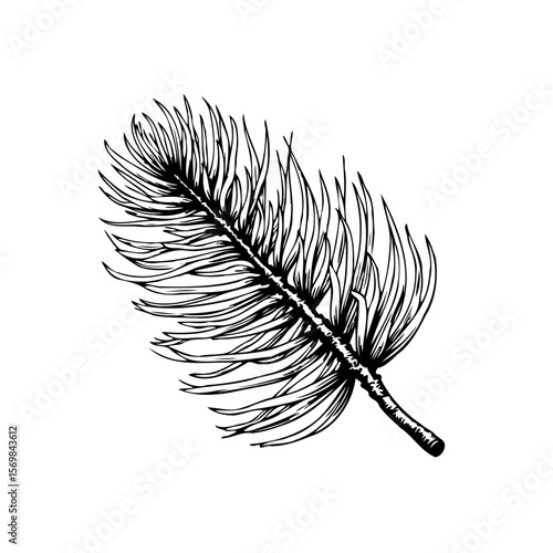 Detailed sketch of a coniferous branch highlighting the intricate needle arrangement and texture creating a nature inspired botanical illustration