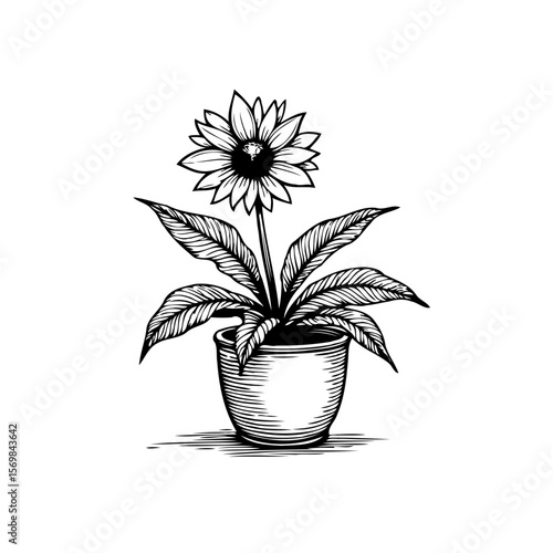 Elegant hand drawn sunflower in a pot perfect for vintage botanical illustrations and design needs