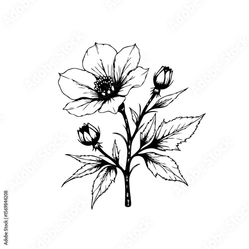 Elegant monochrome flower illustration perfect for botanical designs and artistic floral compositions displaying a detailed blossom