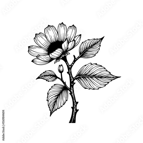 Detailed botanical illustration featuring an elegant flower with textured petals and intricate leaf venation showcasing delicate floral drawing