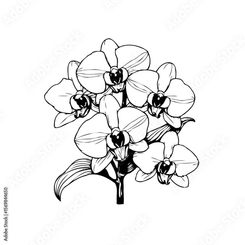Elegant orchid flowers illustration on white background displaying detailed petals and black outline representing botanical beauty and graceful design