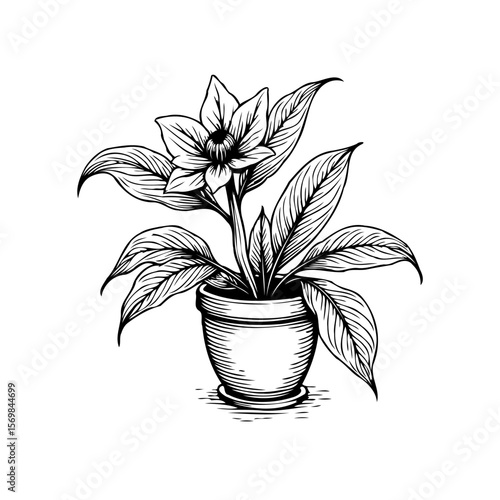 Elegant botanical illustration of a peace lily plant showcasing intricate floral and leaf details in a pot