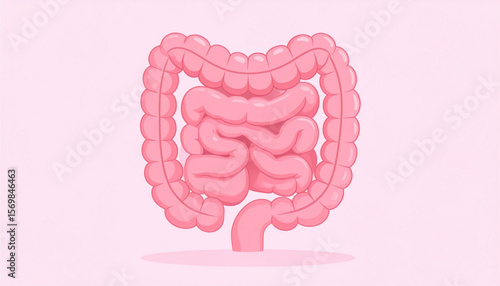 A stylized illustration of the human digestive system, showcasing the intestines and colon in detail.