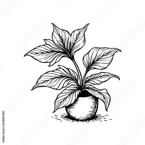 Elegant botanical illustration featuring a stylized peace lily plant in a pot with intricate line work details