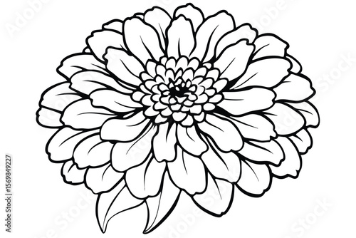 Outlined Zinnia Flower CloseUp with Overlapping Petals and Leaves for Coloring Pages