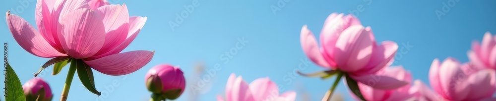 Fototapeta premium Close-up vibrant pink peony blossoms against a clear blue sky , beauty, sun
