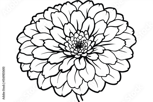 Detailed Black and White Line Art Illustration of a Single Dahlia Flower Head