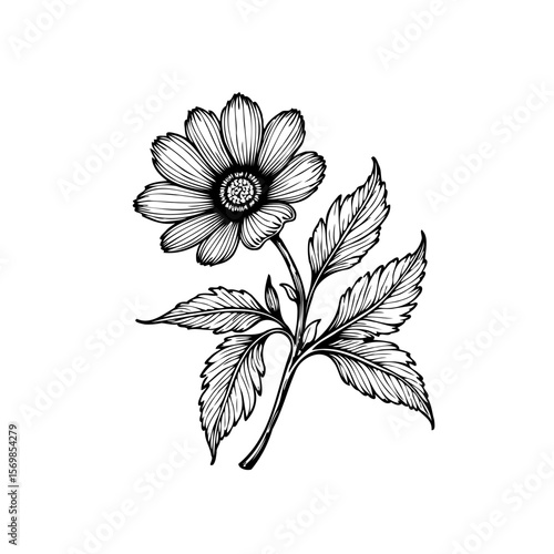 Detailed botanical illustration of a daisy flower with leaves showcasing intricate linework and minimalist aesthetic for graphic design