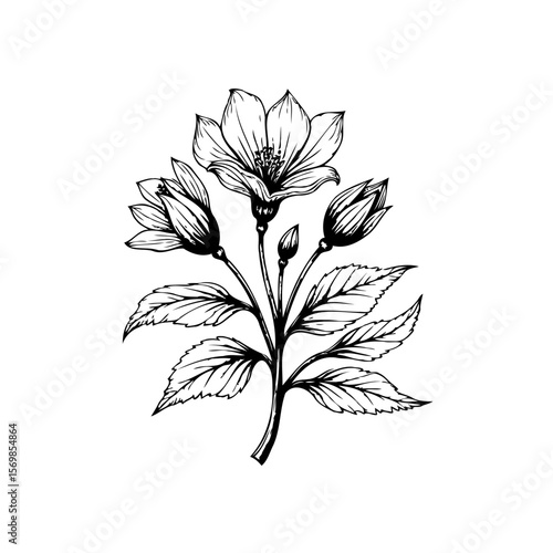 Elegant botanical illustration featuring flowering dogwood branch with open blossoms buds leaves a timeless charm