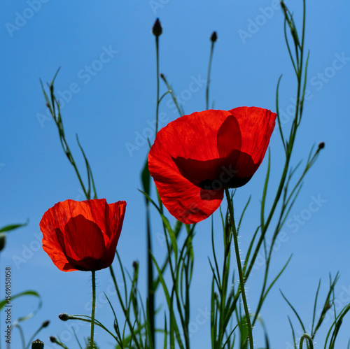 poppy flowers against blue sky