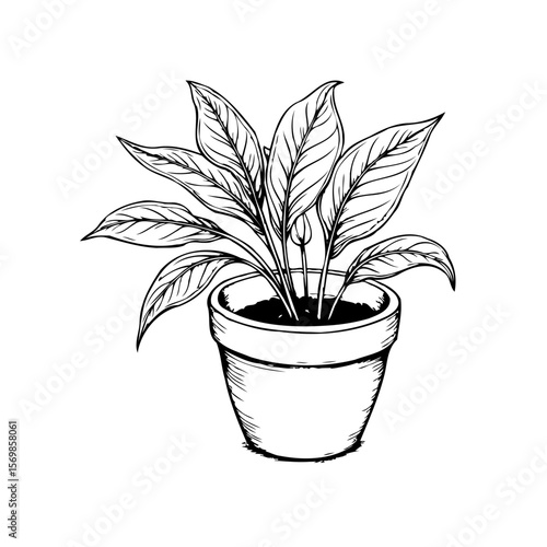 Elegant simplicity a black and white botanical illustration showcases a potted peace lily in graceful detail
